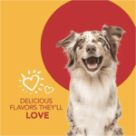 Petrodex Kit de cuidado dental para perros, pasta de dientes enzimática y cepillos de dientes, sabor a aves de corral, juego de 3 piezas - Imagen 3