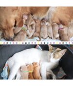 Collar 60 collares de parto para cachorros, collares para mascotas recién nacidas, bandas de identificación ajustables de doble cara, bandas de identificación de cachorros, collares para mascotas recién nacidas, perros y gatos (20 colores, 3 tamaños) - Imagen 2